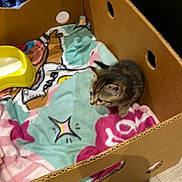 Hysta a rejoint le concours — aidez-le/la à gagner de superbes lots ! animal, blanket, cardboard_box, cat, colorful, cozy, curious, cute, domestic, feline, floor, indoor, kitten, pet, playful, resting, small, soft, yellow_bowl, young