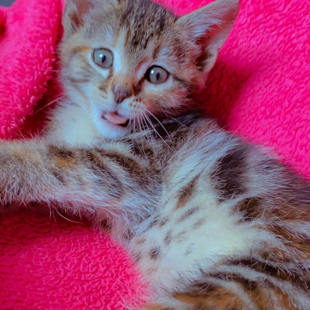 Hysta a rejoint le concours — aidez-le/la à gagner de superbes lots ! animal, cat, closeup, cozy, cute, domestic_animal, feline, fur, indoor, kitten, lying_down, pet, pink_blanket, playful, resting, sleepy, soft, tongue_out, whiskers, young