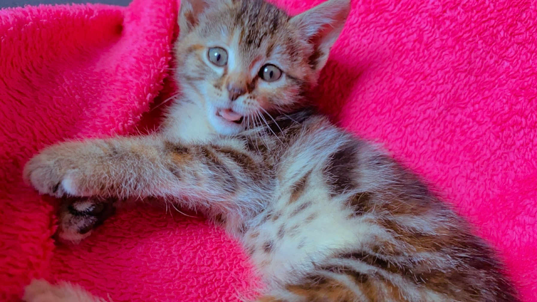 Hysta a rejoint le concours — aidez-le/la à gagner de superbes lots ! animal, cat, closeup, cozy, cute, domestic_animal, feline, fur, indoor, kitten, lying_down, pet, pink_blanket, playful, resting, sleepy, soft, tongue_out, whiskers, young