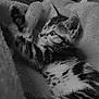 Hysta participe au concours pour gagner de l'argent avec cette photo : animal, black_and_white, blanket, cat, closeup, cozy, curious, cute, feline, fur, indoor, kitten, paw, pet, playful, resting, soft, texture, whiskers, young