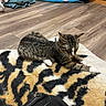 Gene is registered to the contest to win money with this photo: animal, blanket, cat, cozy, cushion, feline, flooring, fur, home, indoor, paw, pet, relaxed, resting, rug, striped, tabby, tiger_pattern, whiskers, wood_floor