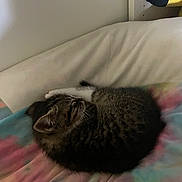 Gene is registered to the contest to win money with this photo: animal, blanket, cat, cozy, curled_up, cushion, cute, feline, fur, indoor, kitten, pet, plush_toy, relaxed, resting, sleeping, small_animal, soft, tabby, tie_dye