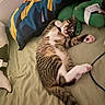Gene is registered to the contest to win money with this photo: animal, bed, casual, cat, cozy, cute, feline, fur, indoor, paw, pet, pillow, plush_toy, relaxing, sleepy, soft_lighting, stretching, striped, tabby, whiskers