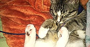 Gene is registered to the contest to win money with this photo: animal, blanket, cat, closeup, collar, cozy, cute, domestic, feline, fur, indoor, nap, orange_blanket, paws, pet, resting, sleeping, soft, tabby, whiskers