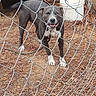 dog, chain_link_fence, outdoor, pine_needles, dog_house, bucket, black_and_white_dog, happy, tail, leash, animal, pet, yard, playful, canine, fence, ground, collar, smiling, daylight
