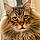 Ettore