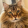 cat, fluffy, long_hair, brown_fur, golden_eyes, whiskers, ears, portrait, close_up, animal, pet, feline, maine_coon, staring, indoors, soft_lighting, detailed_fur, mane, face, photography
