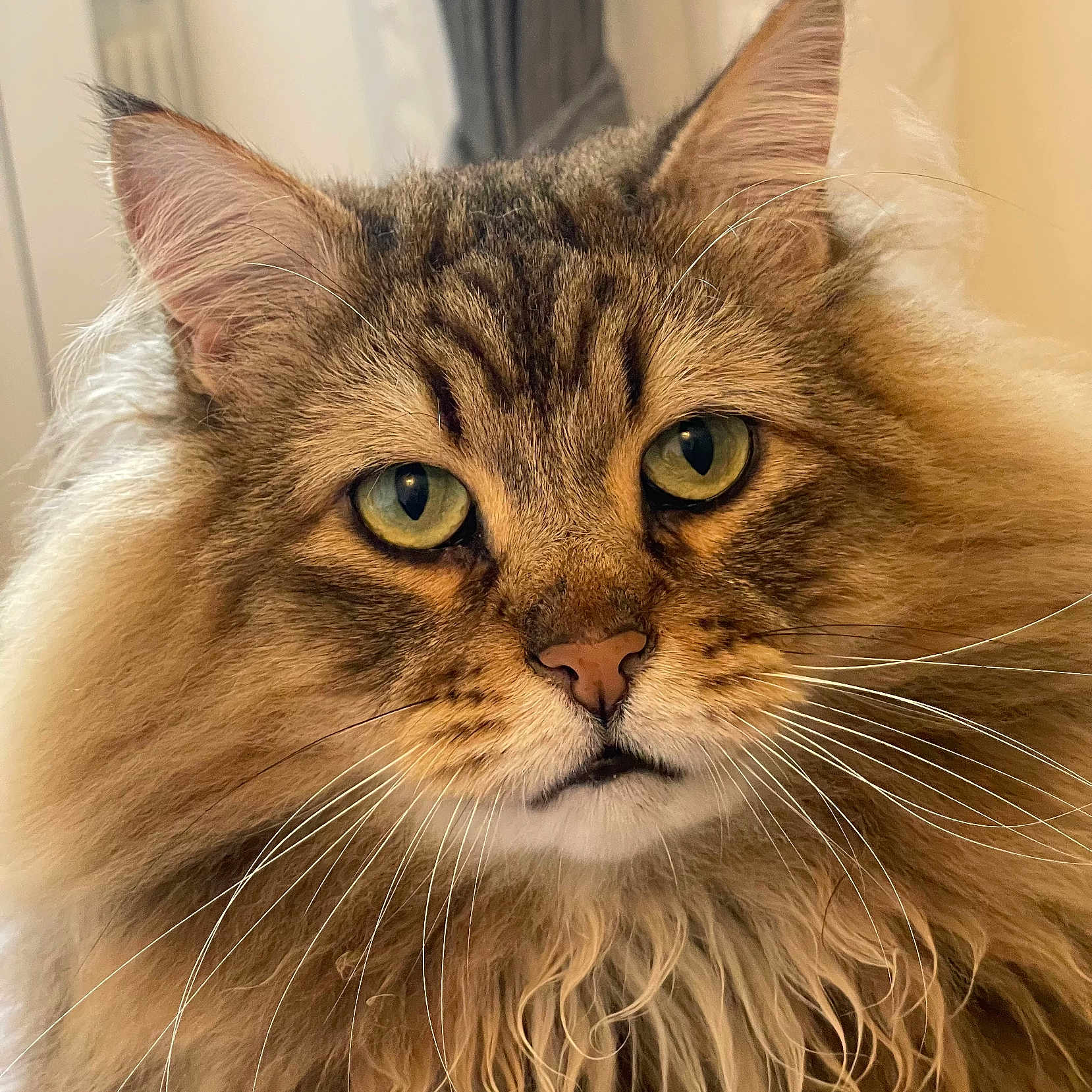 Ettore
