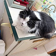 Oreo is registered to the contest to win money with this photo: cat, black_and_white, fluffy, kitchen, counter, household_items, sink, paper_towel, cleaning_supplies, faucet, curious, pet, indoor, domestic, feline, whiskers, fur, relaxed, tabletop, window