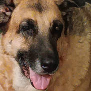 Hunny joined the competition — help win amazing prizes! dog, close_up, tongue_out, pet, animal, blurry, pixelated, brown_fur, black_nose, happy, canine, face, fur, domestic_animal, mouth_open, tongue, cute, indoor, friendly, portrait