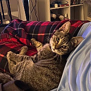 Narco joined the competition — help win amazing prizes! blanket, blue_shirt, books, bottle, cat, couch, cozy, ears, fur, home_interior, indoor, looking_at_camera, pet, plaid_blanket, portrait, relaxed, shelf, shoes, tabby_cat, whiskers