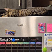 Narco joined the competition — help win amazing prizes! cat, tabby_cat, sleeping, refrigerator, magnet, weekly_planner, kitchen, cabinet, note, colorful, domestic, appliance, indoor, resting, feline, pet, silver, Whirlpool, furniture, household