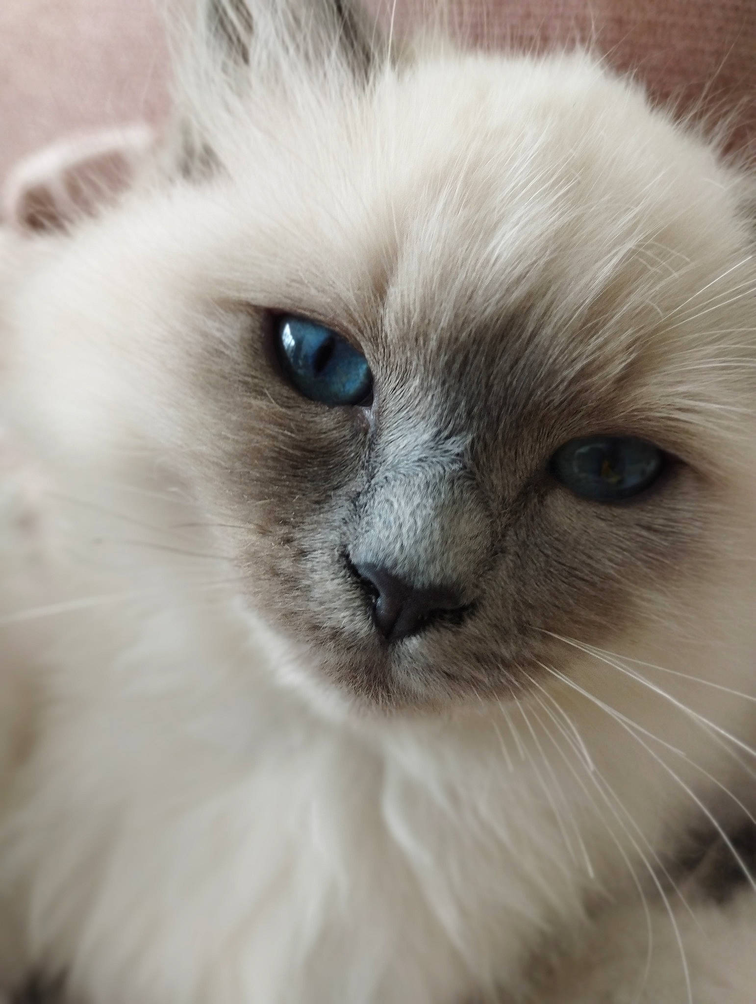 Toni participe au concours pour gagner de l'argent avec cette photo : balinese, birman, british_longhair, carnivore, cat, close_up, fawn, felidae, fur, iris, ragdoll, small_to_medium_sized_cats, terrestrial_animal, thai, whiskers, window