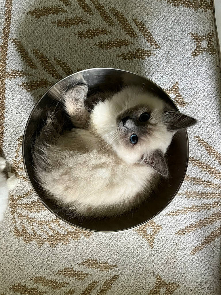 Toni participe au concours pour gagner de l'argent avec cette photo : balinese, birman, carnivore, cat, comfort, domestic_short_haired_cat, fawn, felidae, fur, grey, paw, siamese, small_to_medium_sized_cats, snout, tail, terrestrial_animal, whiskers, wood