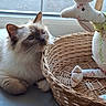 cat, kitten, fluffy, siamese, pet, animal, whiskers, ears, eyes, sitting, indoors, window, basket, wicker, stuffed_animal, rabbit_toy, handmade_toy, cozy, natural_light, portrait