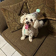 Kylo is registered to the contest to win money with this photo: dog, small_dog, poodle, curly_fur, party_hat, tongue_out, happy, sitting, couch, brown_couch, cushion, patterned_cushion, tile_floor, indoor, pet, home, fur, paw, portrait, looking_up