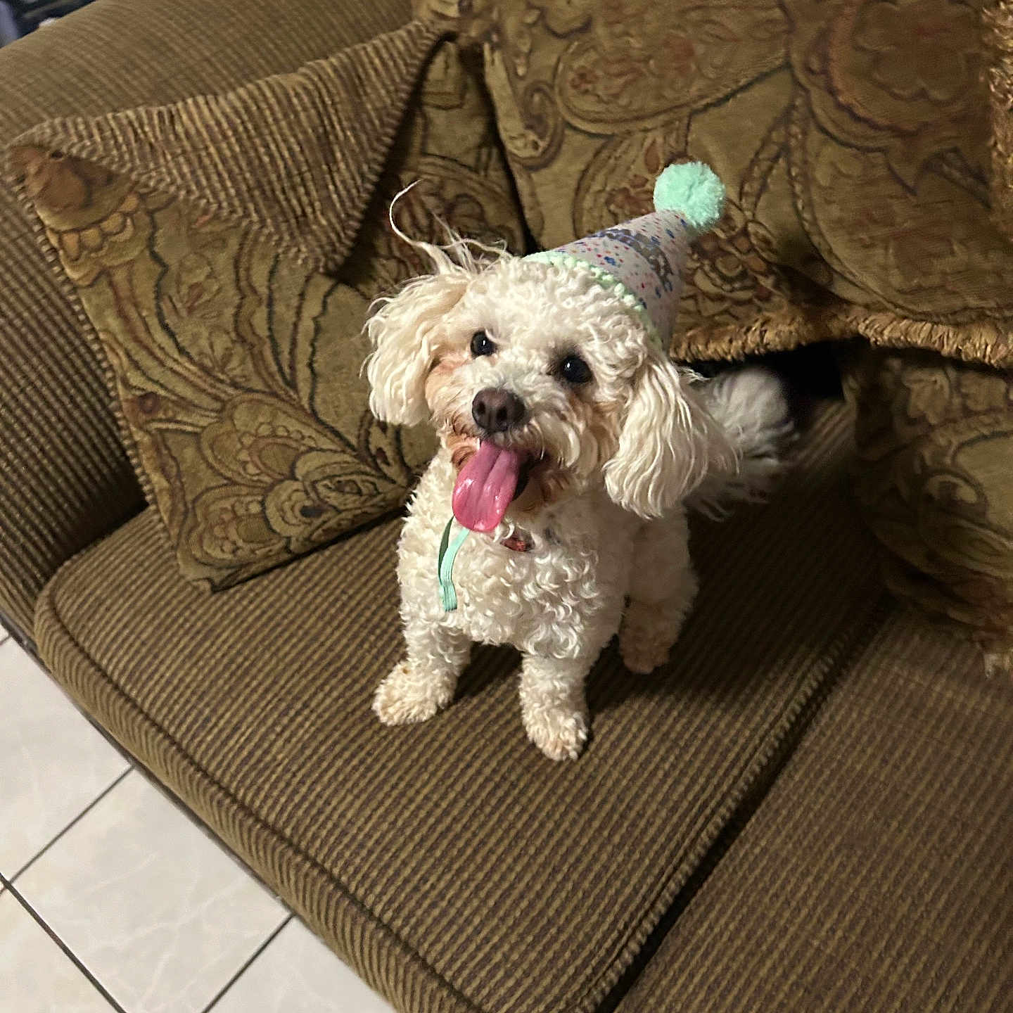 Kylo is registered to the contest to win money with this photo: brown_couch, couch, curly_fur, cushion, dog, fur, happy, home, indoor, looking_up, party_hat, patterned_cushion, paw, pet, poodle, portrait, sitting, small_dog, tile_floor, tongue_out