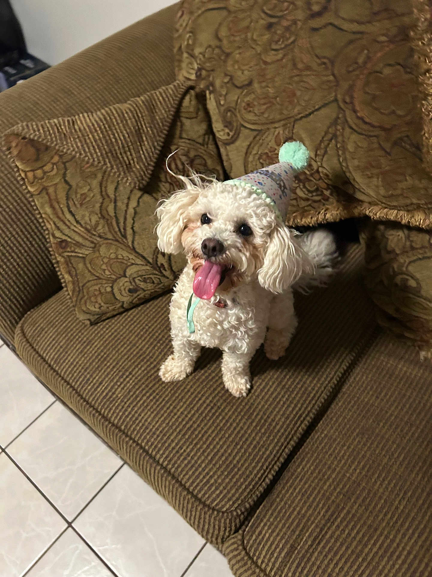 Kylo is registered to the contest to win money with this photo: dog, small_dog, poodle, curly_fur, party_hat, tongue_out, happy, sitting, couch, brown_couch, cushion, patterned_cushion, tile_floor, indoor, pet, home, fur, paw, portrait, looking_up