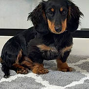 Jack is registered to the contest to win money with this photo: dog, puppy, dachshund, black, tan, pet, indoor, carpet, rug, floor, cute, animal, small_dog, floppy_ears, sitting, looking, domestic, fur, portrait, young