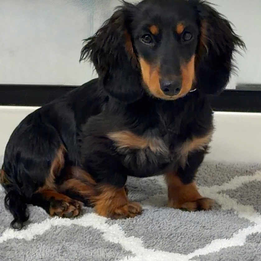 Jack is registered to the contest to win money with this photo: dog, puppy, dachshund, black, tan, pet, indoor, carpet, rug, floor, cute, animal, small_dog, floppy_ears, sitting, looking, domestic, fur, portrait, young