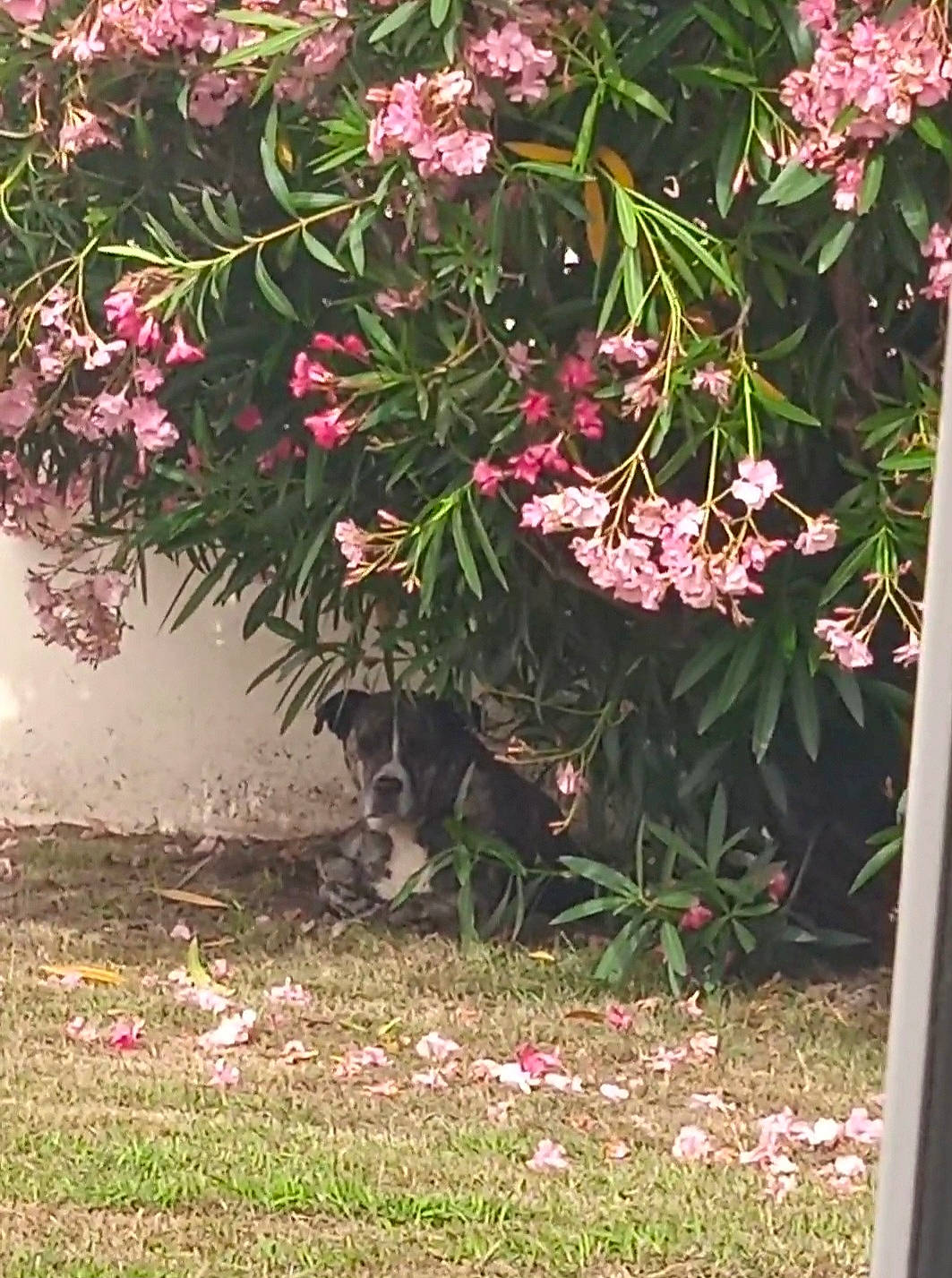 Irka a rejoint le concours — aidez-le/la à gagner de superbes lots ! annual_plant, flower, flowering_plant, garden, grass, groundcover, herbaceous_plant, landscape, landscaping, magenta, perennial_plant, petal, plant, shrub, soil, subshrub, terrestrial_animal, terrestrial_plant, tints_and_shades, tree