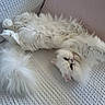 cat, white_cat, fluffy, long_hair, persian_cat, pet, animal, sleeping, relaxed, upside_down, lying_down, couch, sofa, blanket, indoor, home, closeup, fur, whiskers, cute