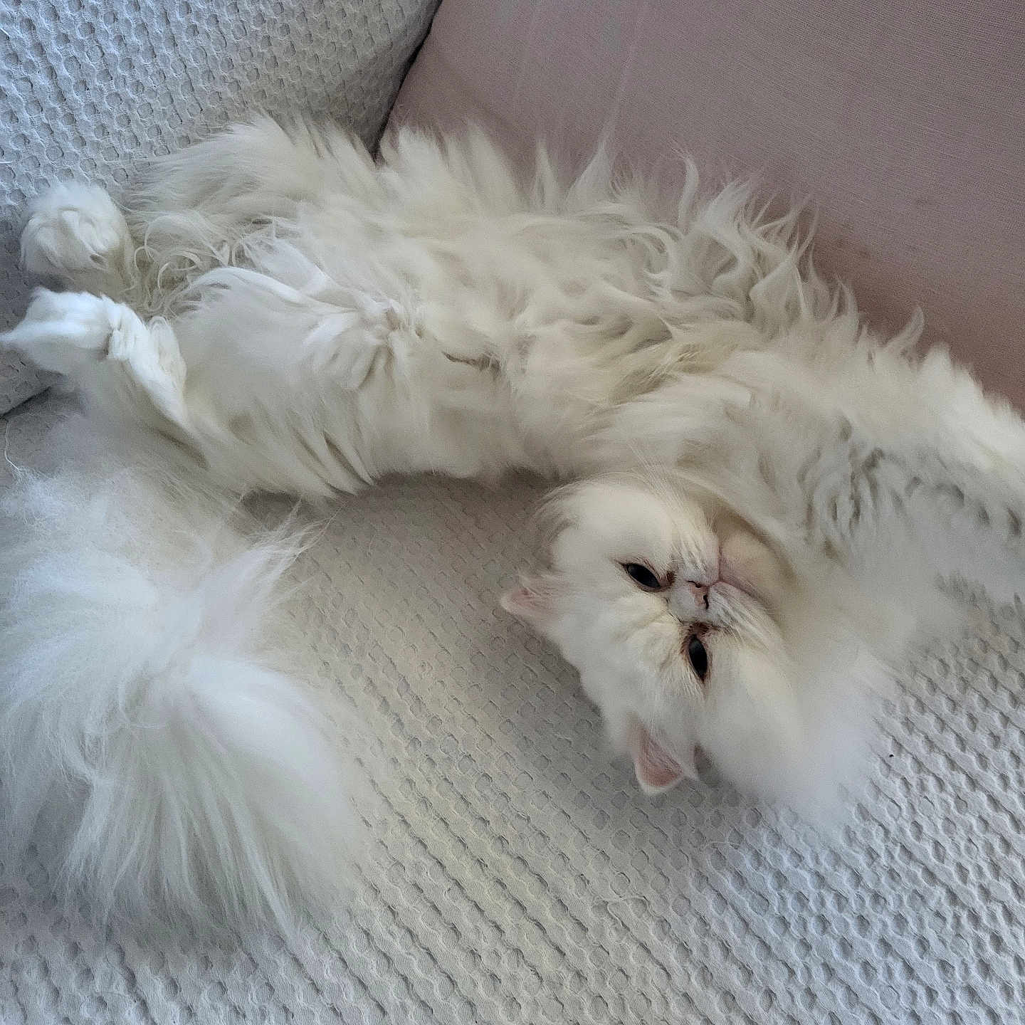 Shiro a rejoint le concours — aidez-le/la à gagner de superbes lots ! cat, white_cat, fluffy, long_hair, persian_cat, pet, animal, sleeping, relaxed, upside_down, lying_down, couch, sofa, blanket, indoor, home, closeup, fur, whiskers, cute