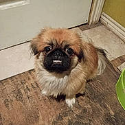 Cujo is registered to the contest to win money with this photo: dog, small_dog, fluffy, pet, indoor, wooden_floor, door, looking_up, brown_fur, black_muzzle, white_paw, cute, animal, companion, flooring, expression, house, domestic, fur, canine