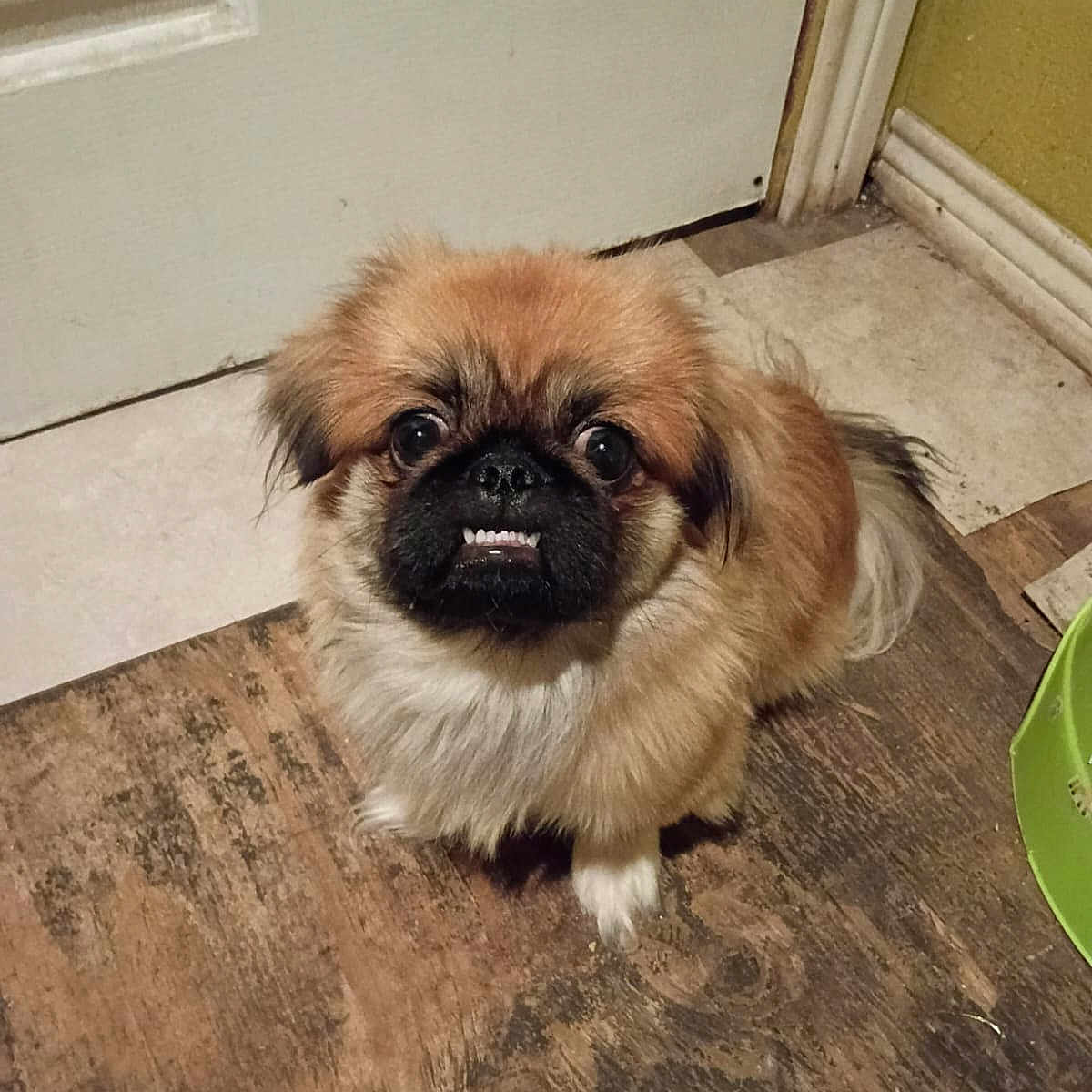 Cujo