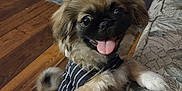Cujo is registered to the contest to win money with this photo: animal, canine, couch, cute, dog, domestic, fluffy, friendly, furry, happy, indoor, living_room, pet, playful, puppy, small_dog, smiling, striped_vest, tongue_out, wooden_floor