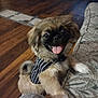 Cujo is registered to the contest to win money with this photo: dog, puppy, happy, tongue_out, fluffy, pet, indoor, couch, striped_vest, wooden_floor, smiling, cute, small_dog, animal, furry, friendly, playful, domestic, canine, living_room