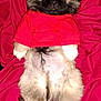 Cujo joined the competition — help win amazing prizes! puppy, dog, red_shirt, fluffy, lying_down, blanket, cute, pet, fur, paw, indoor, animal, canine, small_dog, adorable, resting, cozy, sleepy, young, portrait