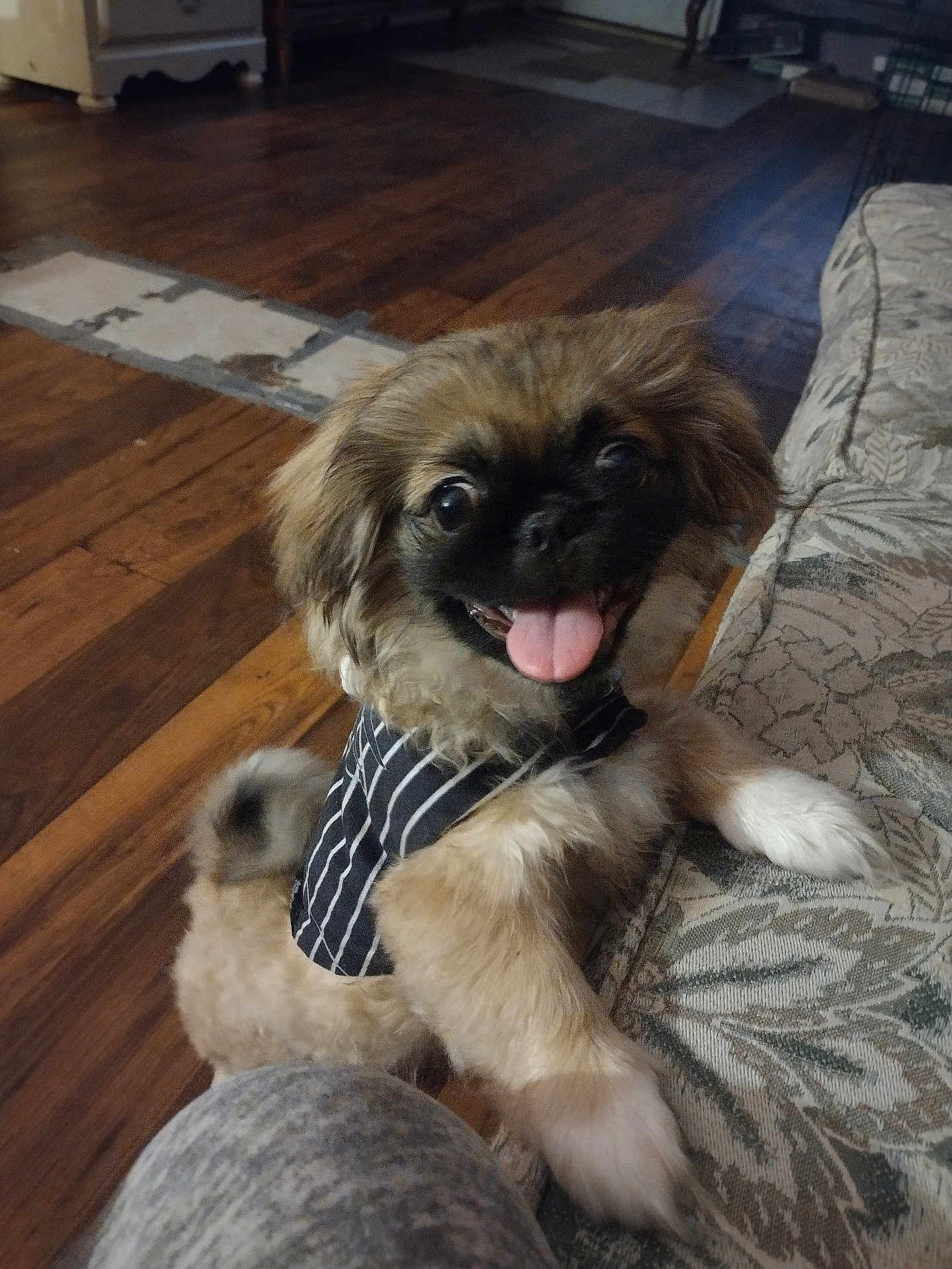 Cujo