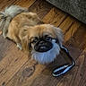 Cujo joined the competition — help win amazing prizes! adorable, animal, black_face, brown, companion, cute, dog, domestic, ears, flooring, fur, indoor, leash, looking_up, pet, small_dog, tail, waiting, white_chest, wooden_floor