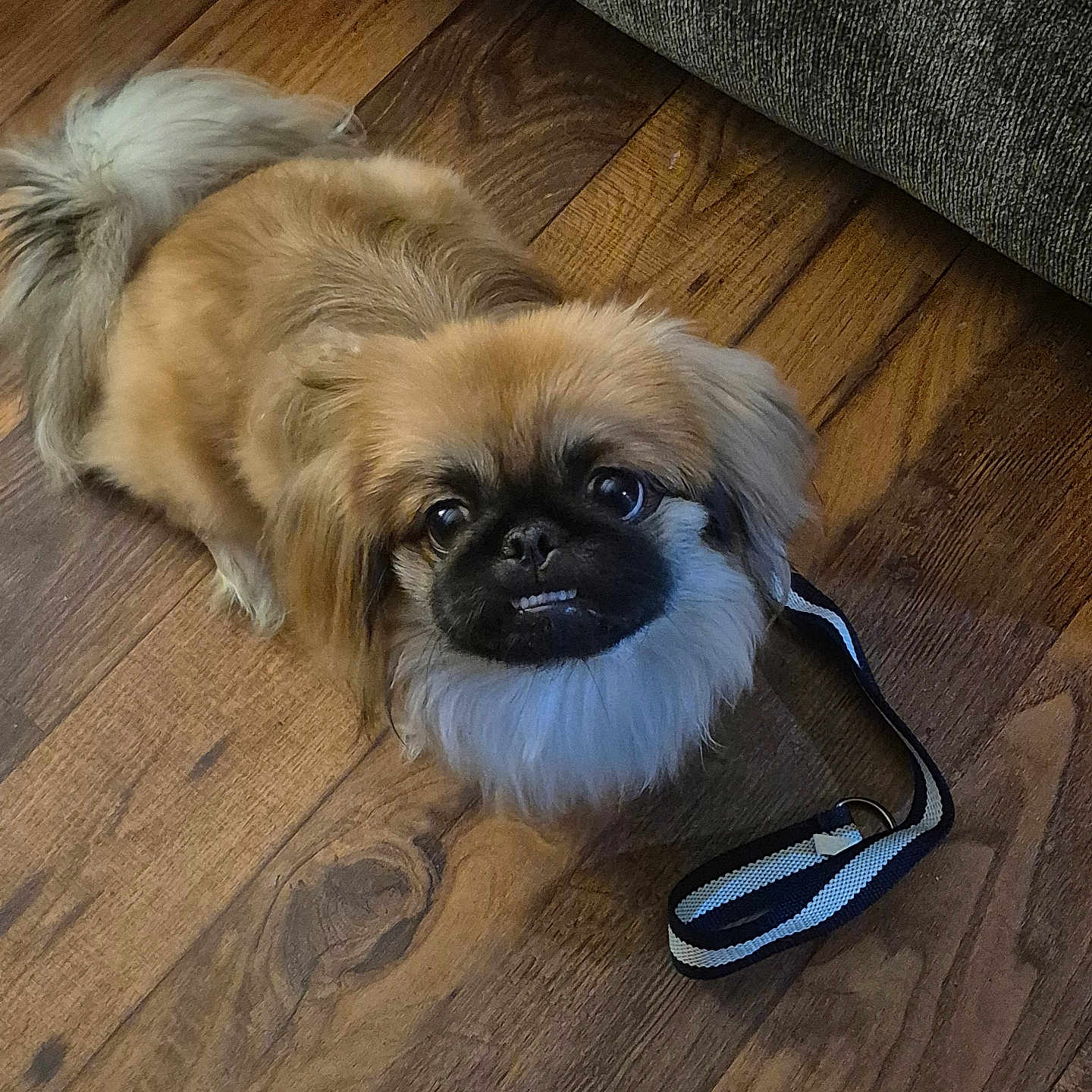 Cujo