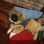 Cujo is registered to the contest to win money with this photo: dog, puppy, small_dog, fluffy, striped_shirt, chair, indoor, wooden_floor, couch, living_room, cute, pet, animal, furniture, relaxed, brown_fur, black_face, wide_eyes, lying_down, cozy