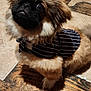 dog, puppy, fluffy, pet, striped_clothing, indoor, floor, curious, small_dog, brown_fur, black_face, fur, canine, adorable, cute, looking_up, companion, domestic_animal, animal, pet_clothes