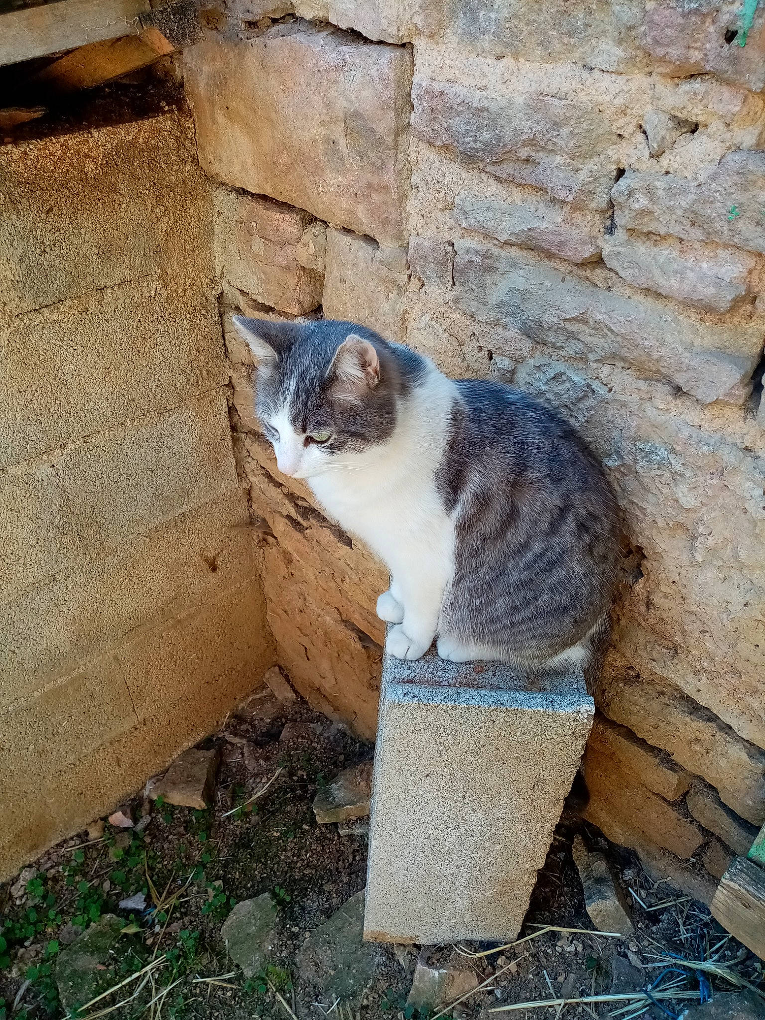 Milo participe au concours pour gagner de l'argent avec cette photo : art, brick, brickwork, carnivore, cat, domestic_short_haired_cat, fawn, felidae, fur, grass, grey, plant, road_surface, small_to_medium_sized_cats, snout, tail, wall, whiskers, window, wood