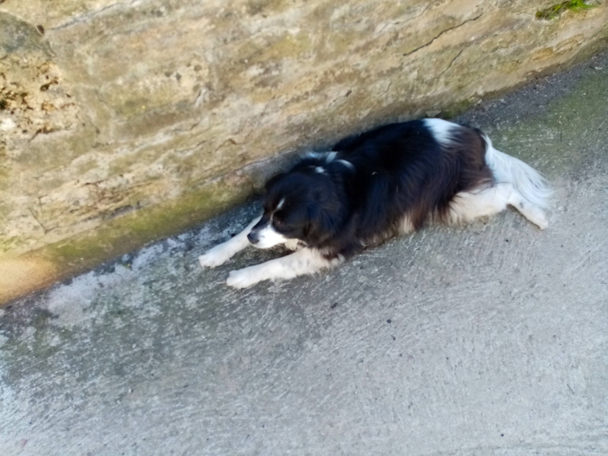 Douki participe au concours pour gagner de l'argent avec cette photo : bedrock, border_collie, canidae, carnivore, companion_dog, dog, dog_breed, fur, herding_dog, soil, sporting_group, tail, water, working_dog