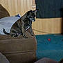 dog, brown_couch, wood_paneling, curtain, indoor, pet, small_dog, carpet, pillow, furniture, home, domestic, animal, resting, seated, cozy, living_room, thoughtful, dark, casual