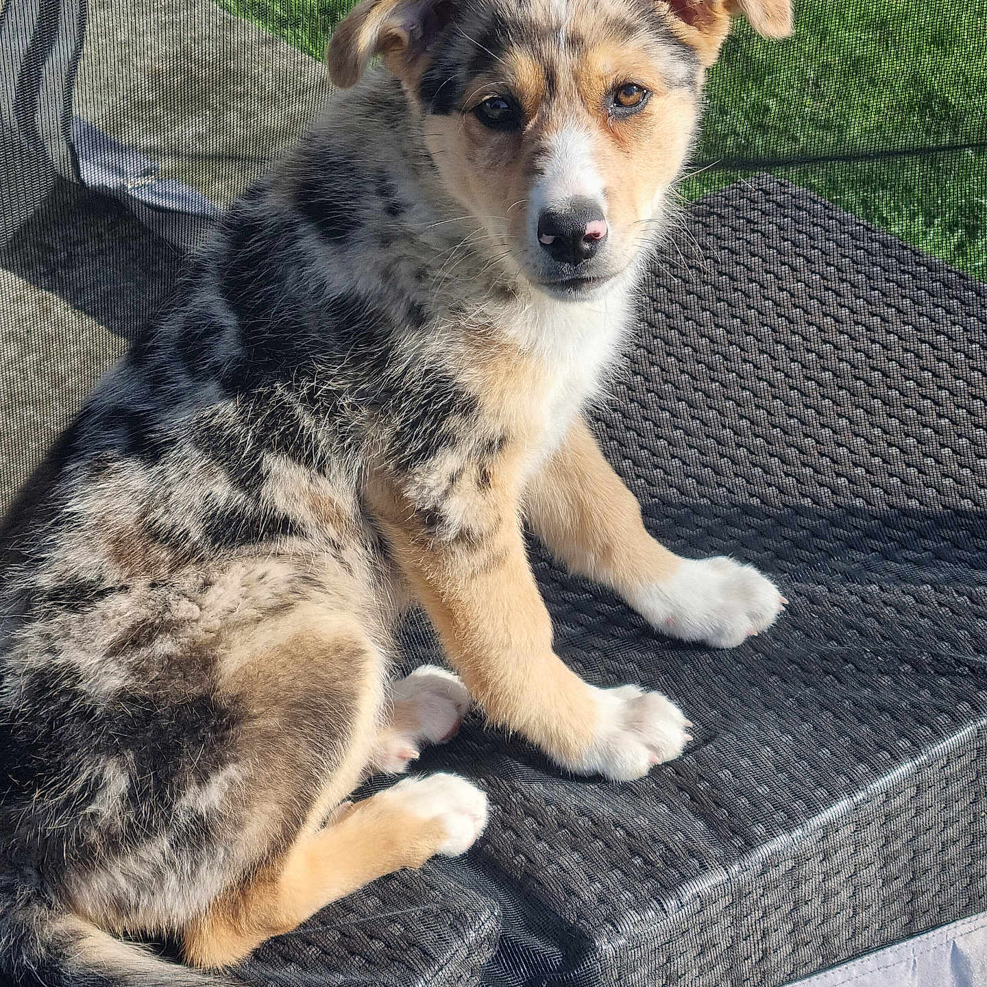 Athena a rejoint le concours — aidez-le/la à gagner de superbes lots ! accessories, alloywheel, animal, canine, car, carwheel, collie, couch, dog, furniture, husky, machine, pet, puppy, slate, spoke, strap, tire, transportation, vehicle