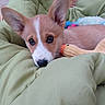 Birdie a rejoint le concours — aidez-le/la à gagner de superbes lots ! corgi, puppy, dog, pet, animal, portrait, close_up, wide_eyed, ears, white_markings, brown_fur, black_nose, squeaky_toy, cushion, green, indoors, cozy, cute, looking_at_camera, playful