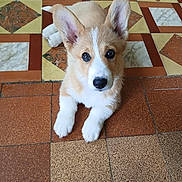 Birdie participe au concours pour gagner de l'argent avec cette photo : corgi, puppy, dog, pet, animal, portrait, sitting, cute, adorable, fluffy, tan_and_white, large_ears, blue_eyes, black_nose, front_view, indoor, tiled_floor, patterned_background, closeup, companion_animal