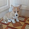 puppy, dog, corgi, sitting, fluffy, tan_and_white, ears, portrait, indoor, floor, tile, patterned_floor, home, door, white_door, face, eyes, nose, cute, pet