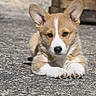 Birdie a rejoint le concours — aidez-le/la à gagner de superbes lots ! corgi, puppy, dog, animal, pet, lying_down, paws, crossed_paws, large_ears, white_markings, brown_fur, fluffy, cute, outdoor, pavement, concrete, wooden_bench, portrait, looking_at_camera, daylight