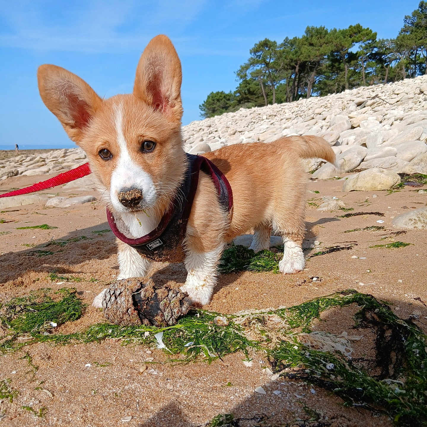 Birdie a rejoint le concours — aidez-le/la à gagner de superbes lots ! corgi, dog, puppy, beach, seaside, outdoor, rocky_shore, sand, seaweed, driftwood, harness, leash, blue_sky, trees, sunny, standing, portrait, large_ears, brown_and_white, nature