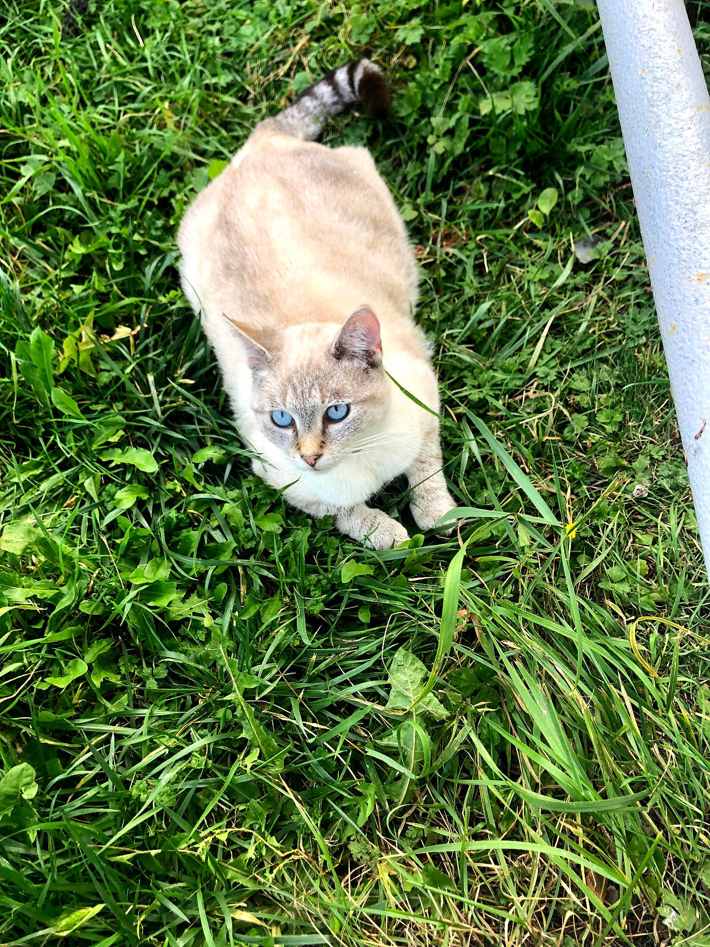 Opal