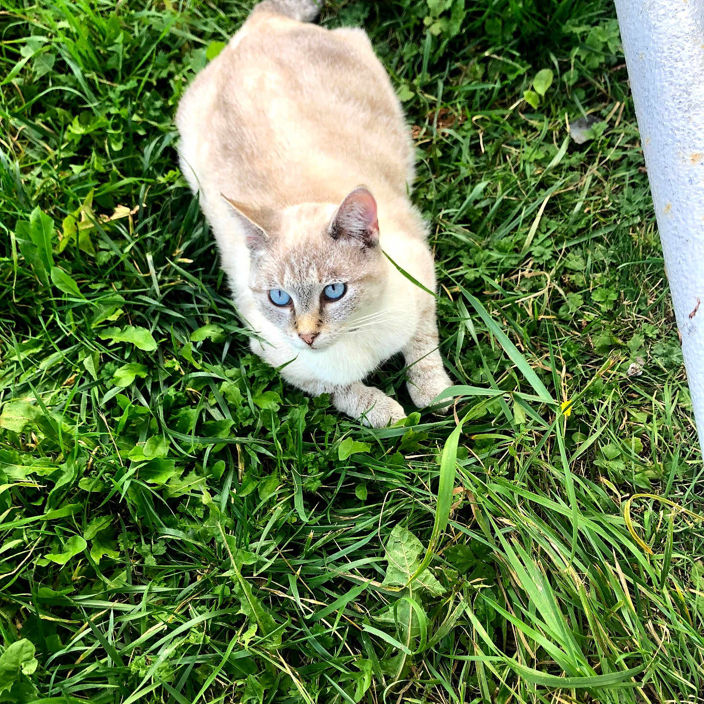 Opal