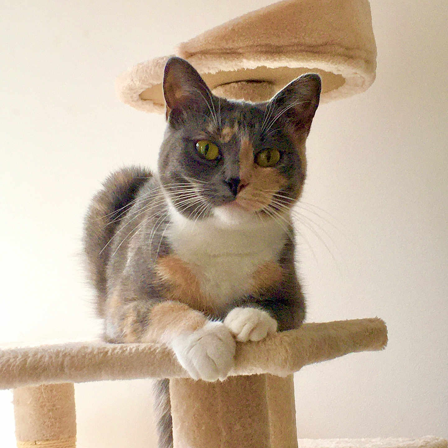 Suki
