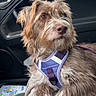 dog, canine, pet, car_interior, purple_harness, blanket, fur, brown_fur, window, door, seat, leash, looking_away, relaxed, indoor, transportation, vehicle, companion, animal, scruffy